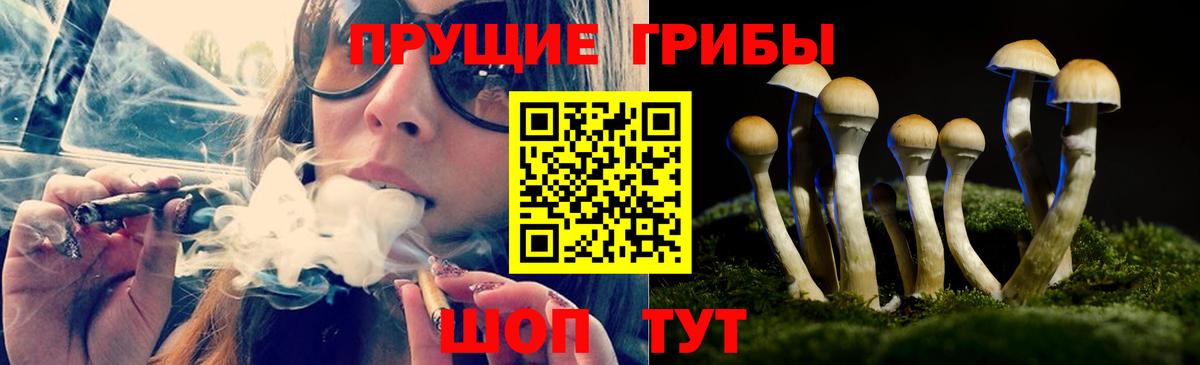 Псилоцибиновые грибы Psilocybe Когалым